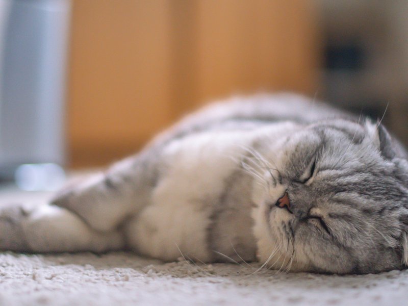 Cat sleeping on soft carpet flooring